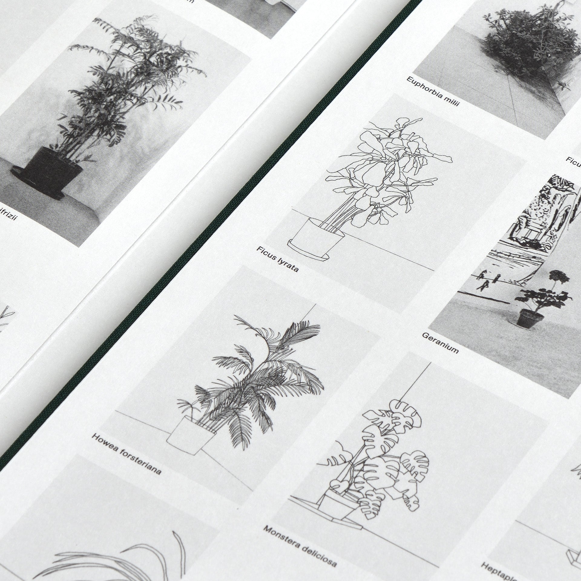 Inge Meijer: The MoMA Plant Collection